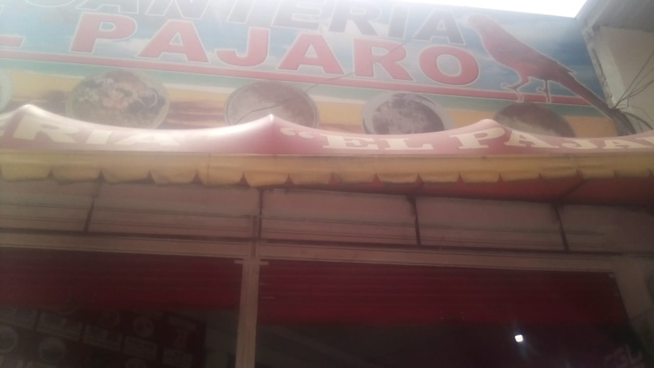 Foto de PAJARO ROJO