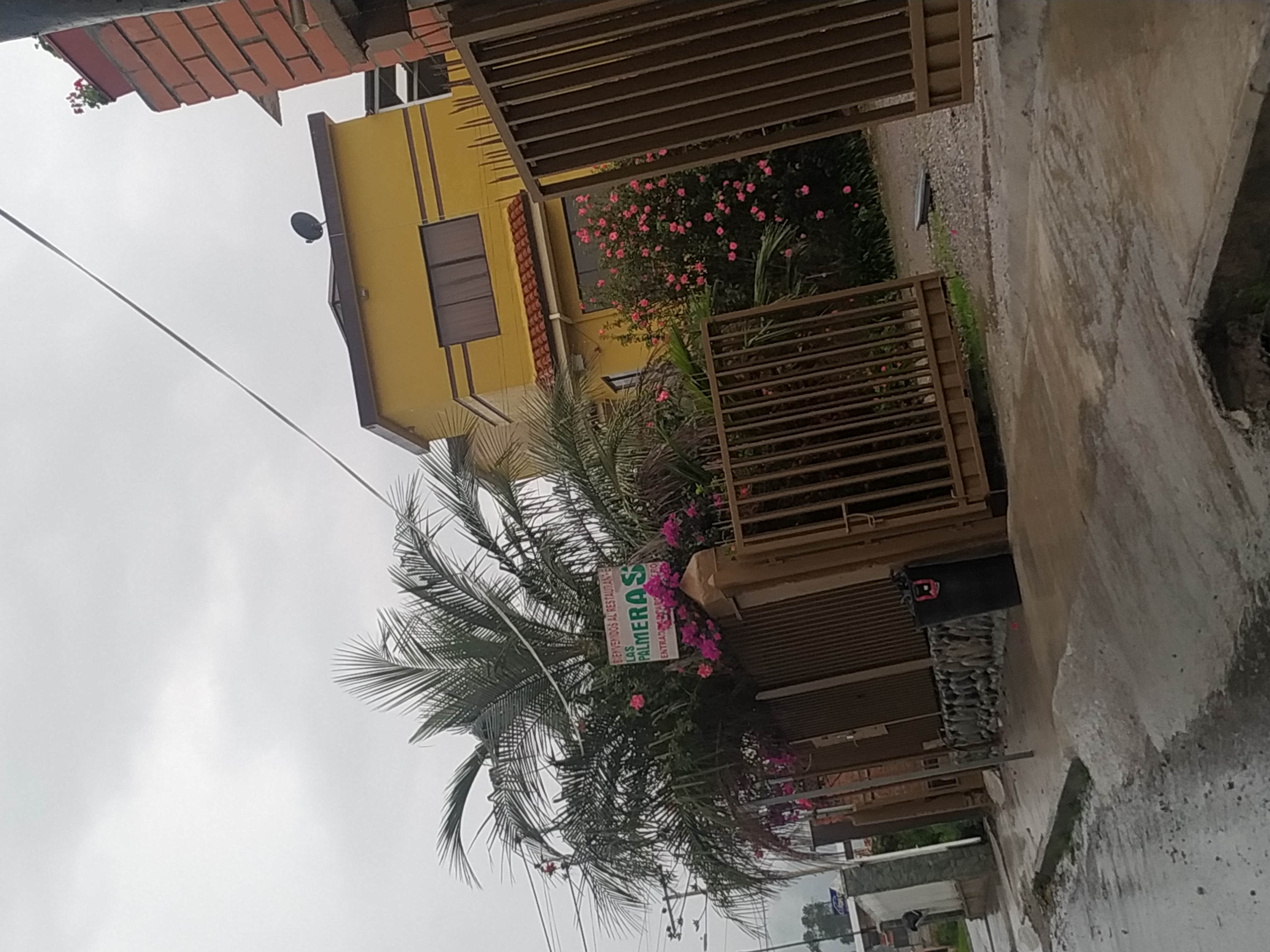 Foto de LAS PALMERAS